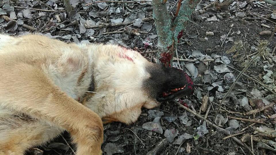 В Николаевской области две женщины закололи собаку соседей вилами (фото) 18+ В Николаевской области две женщины закололи собаку соседей вилами (фото) 18+