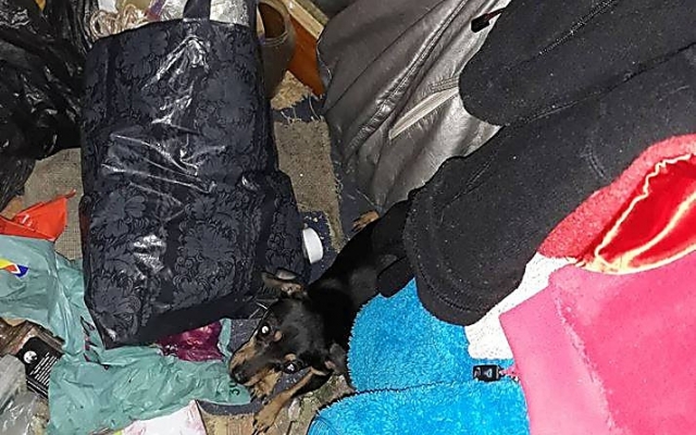 В Николаеве женщина превратила квартиру в мусорную свалку и запретила своей 15-летней дочери пользоваться электричеством и водой Фото № 3 В Николаеве женщина превратила квартиру в мусорную свалку и запретила своей 15-летней дочери пользоваться электричеством и водой Фото № 3