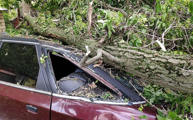 На Декабристов дерево упало на припаркованный возле дома автомобиль Фото № 2 На Декабристов дерево упало на припаркованный возле дома автомобиль Фото № 2
