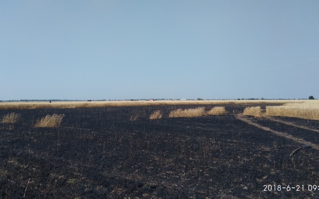 В Очакове загорелось поле с пшеницей Фото № 3 В Очакове загорелось поле с пшеницей Фото № 3