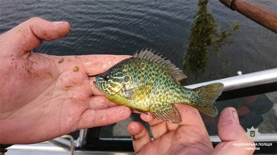 На Южном Буге сотрудники полиции выявили браконьера-водолаза, успевшего выловить более 100 раков Фото № 3 На Южном Буге сотрудники полиции выявили браконьера-водолаза, успевшего выловить более 100 раков Фото № 3