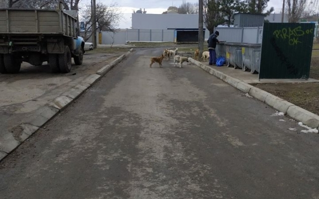 На Космонавтов стая бездомных собак напала на 20-летнюю девушку Фото № 0 На Космонавтов стая бездомных собак напала на 20-летнюю девушку Фото № 0