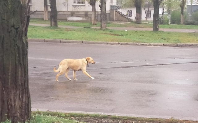 На Космонавтов стая бездомных собак напала на 20-летнюю девушку Фото № 1 На Космонавтов стая бездомных собак напала на 20-летнюю девушку Фото № 1