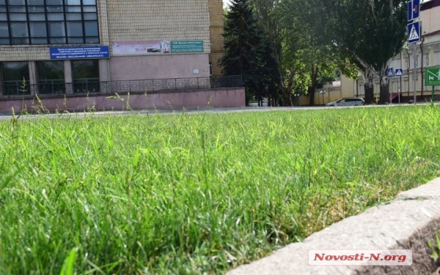 Как выглядит зеленый газон на Соборной площади за 1,8 миллиона гривен Фото № 5 Как выглядит зеленый газон на Соборной площади за 1,8 миллиона гривен Фото № 5