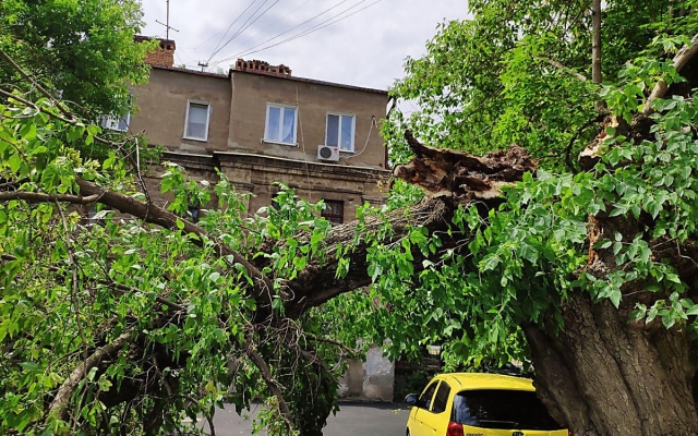 На Декабристов дерево упало на припаркованный возле дома автомобиль Фото № 5 На Декабристов дерево упало на припаркованный возле дома автомобиль Фото № 5