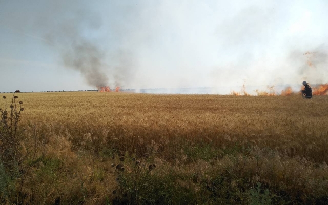 В Очакове загорелось поле с пшеницей Фото № 0 В Очакове загорелось поле с пшеницей Фото № 0