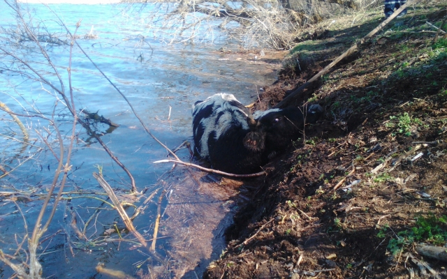 В селе Антоново в водоем упала корова и застряла в иле Фото № 1 В селе Антоново в водоем упала корова и застряла в иле Фото № 1