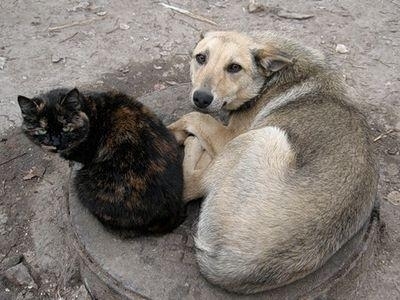 Николаевцы активно отстаивают права животных Фото № 0 Николаевцы активно отстаивают права животных Фото № 0