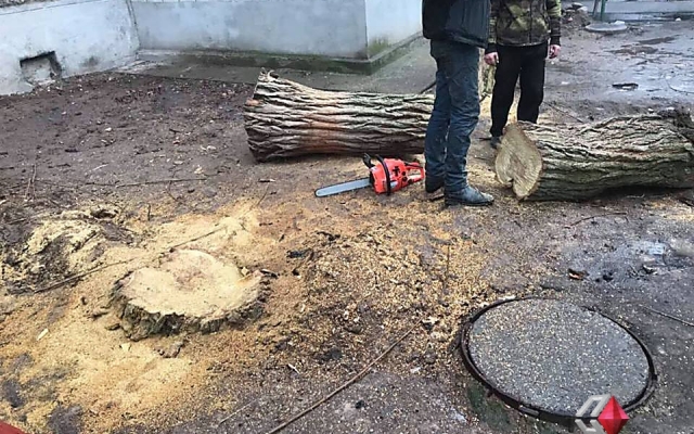 На Карпенко во дворе жилого дома неизвестные без разрешительных документов спилили живую акацию Фото № 0 На Карпенко во дворе жилого дома неизвестные без разрешительных документов спилили живую акацию Фото № 0