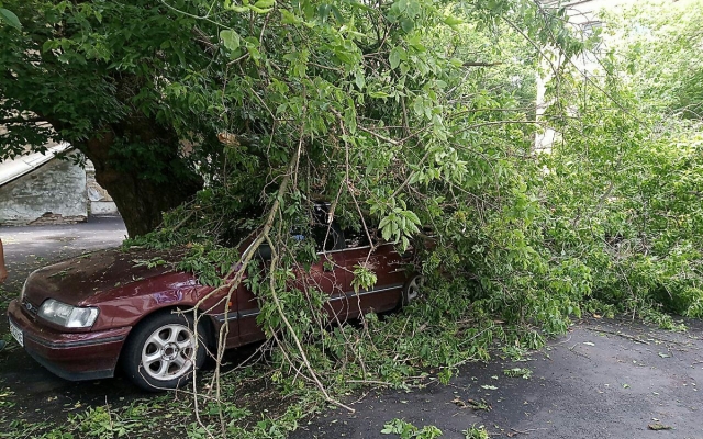 На Декабристов дерево упало на припаркованный возле дома автомобиль Фото № 6 На Декабристов дерево упало на припаркованный возле дома автомобиль Фото № 6