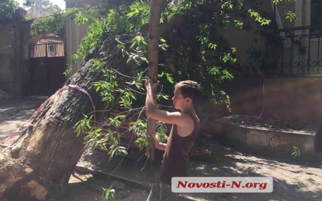 На Шевченко на продуктовый магазин упало дерево Фото № 1 На Шевченко на продуктовый магазин упало дерево Фото № 1