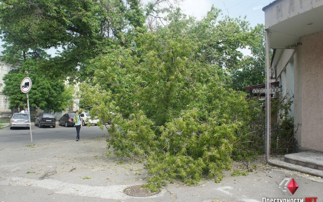 На Спасской сухое дерево упало на автомобиль Фото № 3 На Спасской сухое дерево упало на автомобиль Фото № 3