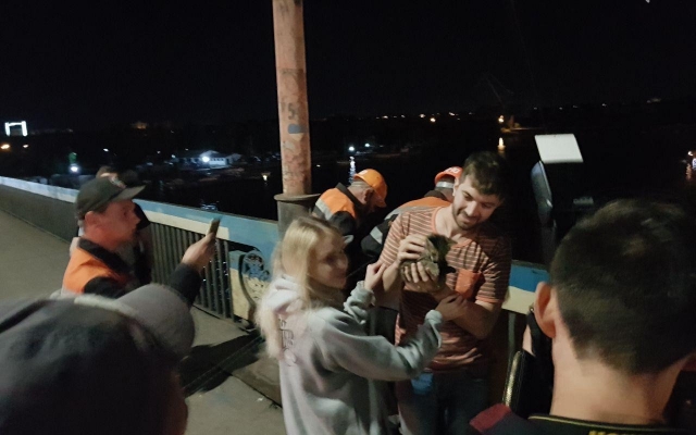 Котенок залез под нижнюю часть Ингульского моста, и его пришлось доставать спасателям Фото № 0 Котенок залез под нижнюю часть Ингульского моста, и его пришлось доставать спасателям Фото № 0