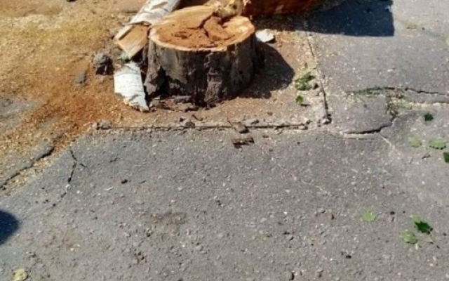 В Николаеве наклонившийся огромный тополь возле пешеходного перехода спилили Фото № 4 В Николаеве наклонившийся огромный тополь возле пешеходного перехода спилили Фото № 4
