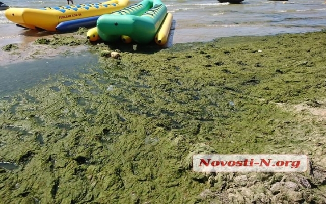 Пляж в Коблево густо укрыт водорослями с медузами и кучей мусора Фото № 5 Пляж в Коблево густо укрыт водорослями с медузами и кучей мусора Фото № 5