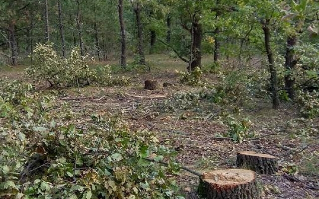 В Марьевском лесу неизвестные незаконно вырубили десятки дубов Фото № 1 В Марьевском лесу неизвестные незаконно вырубили десятки дубов Фото № 1