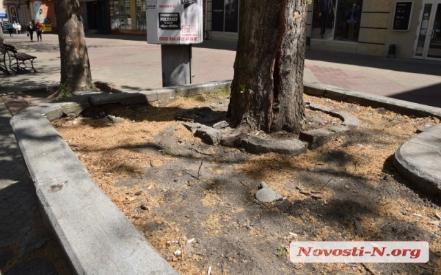 Жители Николаева жалуются на невозможность дышать, в центре города засыпает пух с платанов Фото № 7 Жители Николаева жалуются на невозможность дышать, в центре города засыпает пух с платанов Фото № 7