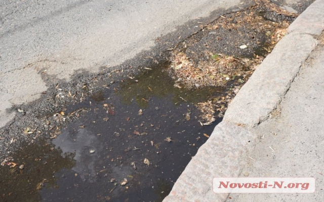 Жители Николаева жалуются на невозможность дышать, в центре города засыпает пух с платанов Фото № 10 Жители Николаева жалуются на невозможность дышать, в центре города засыпает пух с платанов Фото № 10