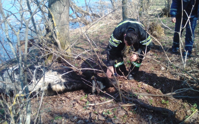 В селе Антоново в водоем упала корова и застряла в иле Фото № 0 В селе Антоново в водоем упала корова и застряла в иле Фото № 0
