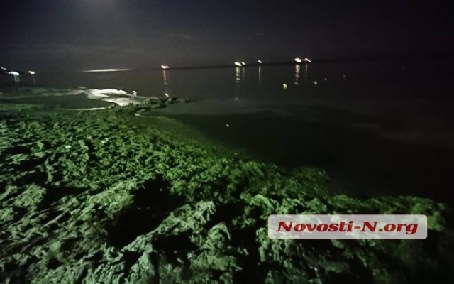Пляж в Коблево густо укрыт водорослями с медузами и кучей мусора Фото № 6 Пляж в Коблево густо укрыт водорослями с медузами и кучей мусора Фото № 6