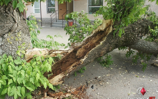 На Спасской сухое дерево упало на автомобиль Фото № 5 На Спасской сухое дерево упало на автомобиль Фото № 5