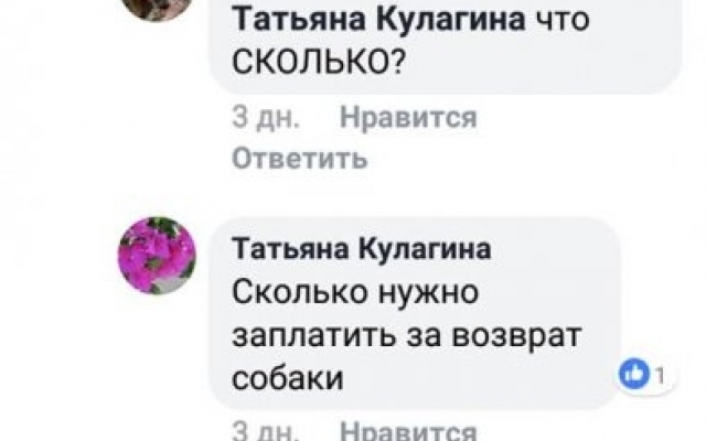 Николаевские зоозащитники зверским образом отлавливают и стерилизуют бездомных собак Фото № 13 Николаевские зоозащитники зверским образом отлавливают и стерилизуют бездомных собак Фото № 13