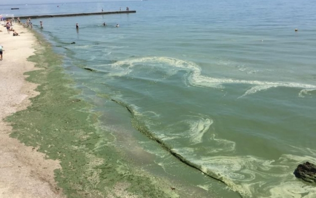 В районе Очакова позеленело море, купаться не рекомендуют Фото № 0 В районе Очакова позеленело море, купаться не рекомендуют Фото № 0