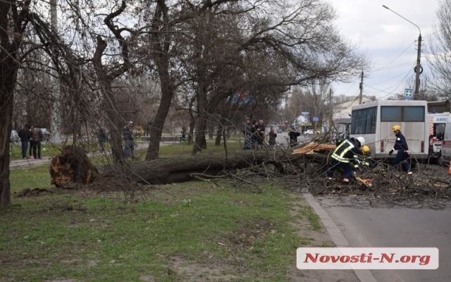 На Чигрина из-за сильного порыва ветра на маршрутку рухнуло дерево, пострадали дети Фото № 9 На Чигрина из-за сильного порыва ветра на маршрутку рухнуло дерево, пострадали дети Фото № 9