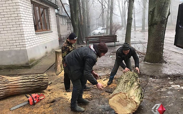 На Карпенко во дворе жилого дома неизвестные без разрешительных документов спилили живую акацию Фото № 2 На Карпенко во дворе жилого дома неизвестные без разрешительных документов спилили живую акацию Фото № 2