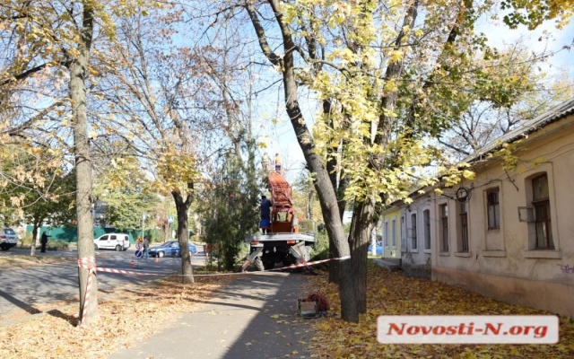 В Николаеве спиливают деревья Фото № 1 В Николаеве спиливают деревья Фото № 1