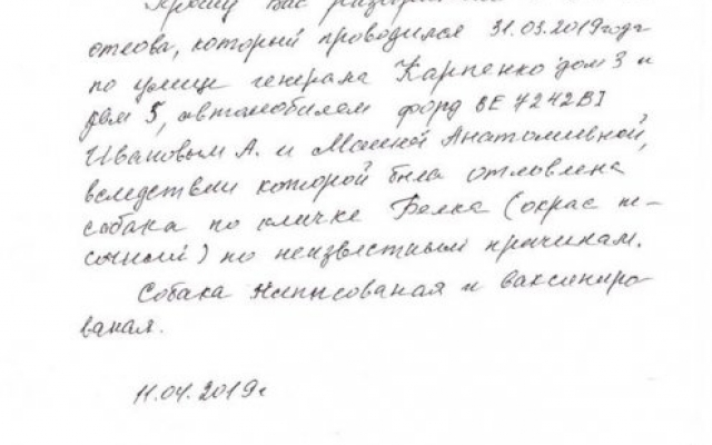 Николаевские зоозащитники зверским образом отлавливают и стерилизуют бездомных собак Фото № 4 Николаевские зоозащитники зверским образом отлавливают и стерилизуют бездомных собак Фото № 4