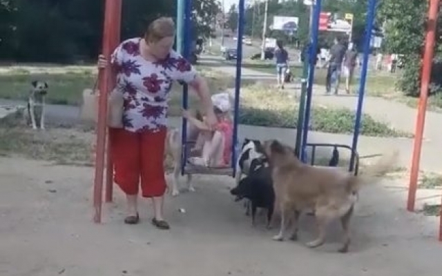 Бродячие собаки на детской площадке напугали ребят Фото № 1 Бродячие собаки на детской площадке напугали ребят Фото № 1