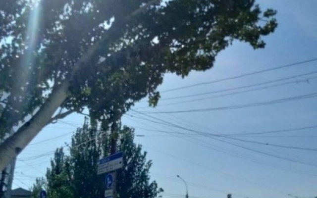В Николаеве наклонившийся огромный тополь возле пешеходного перехода спилили Фото № 5 В Николаеве наклонившийся огромный тополь возле пешеходного перехода спилили Фото № 5