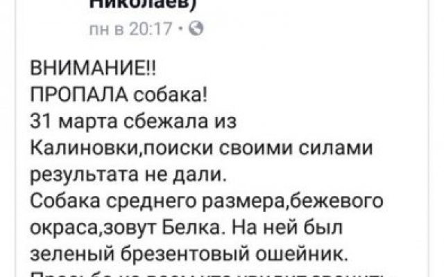 Николаевские зоозащитники зверским образом отлавливают и стерилизуют бездомных собак Фото № 7 Николаевские зоозащитники зверским образом отлавливают и стерилизуют бездомных собак Фото № 7