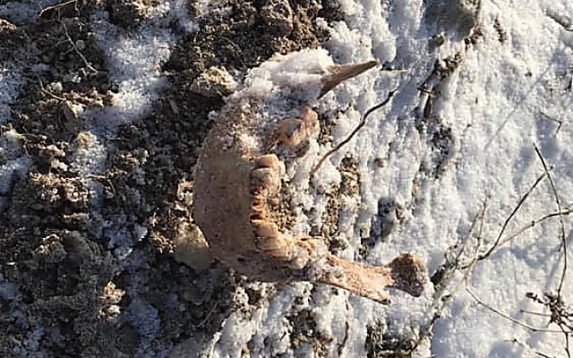 В Николаеве на берегу Ингула во время строительных работ обнаружили человеческие останки Фото № 7 В Николаеве на берегу Ингула во время строительных работ обнаружили человеческие останки Фото № 7