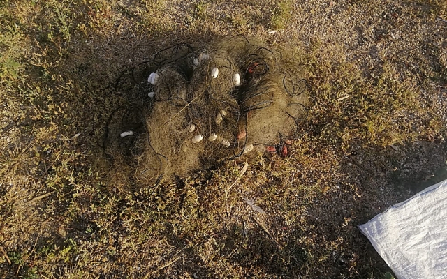 На Березанском лимане задержали браконьера, выловившего молодняк кефали Фото № 3 На Березанском лимане задержали браконьера, выловившего молодняк кефали Фото № 3