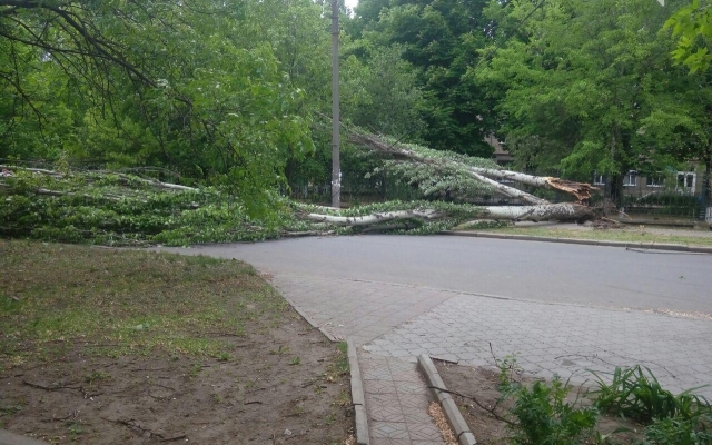 На Театральной из-за сильного ветра упало дерево, перегородило проезжую часть и повредило линию электропередач Фото № 4 На Театральной из-за сильного ветра упало дерево, перегородило проезжую часть и повредило линию электропередач Фото № 4