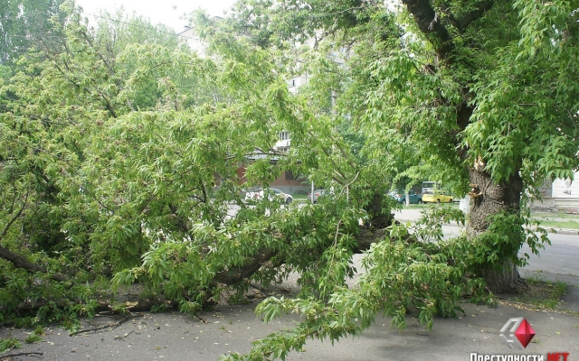 На Спасской сухое дерево упало на автомобиль Фото № 1 На Спасской сухое дерево упало на автомобиль Фото № 1
