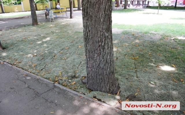 Зеленый газон, который «переселили» с площади Соборной, не поливают и он погибает Фото № 6 Зеленый газон, который «переселили» с площади Соборной, не поливают и он погибает Фото № 6