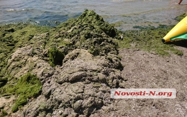 Пляж в Коблево густо укрыт водорослями с медузами и кучей мусора Фото № 9 Пляж в Коблево густо укрыт водорослями с медузами и кучей мусора Фото № 9