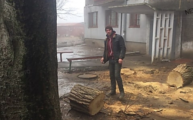 На Карпенко во дворе жилого дома неизвестные без разрешительных документов спилили живую акацию Фото № 1 На Карпенко во дворе жилого дома неизвестные без разрешительных документов спилили живую акацию Фото № 1