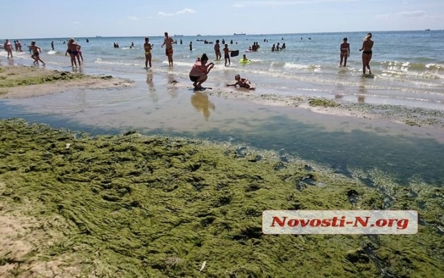 Пляж в Коблево густо укрыт водорослями с медузами и кучей мусора Фото № 3 Пляж в Коблево густо укрыт водорослями с медузами и кучей мусора Фото № 3