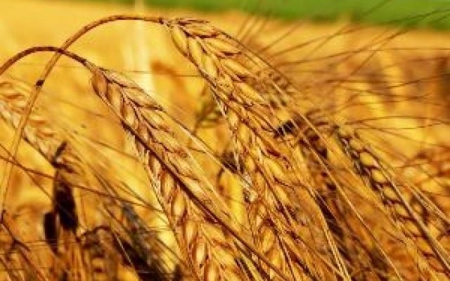 В Николаевской области из-за засухи низкий урожай зерновых культур Фото № 0 В Николаевской области из-за засухи низкий урожай зерновых культур Фото № 0