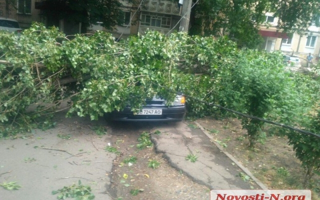 В центре Николаева упавший тополь раздавил автомобиль Фото № 9 В центре Николаева упавший тополь раздавил автомобиль Фото № 9