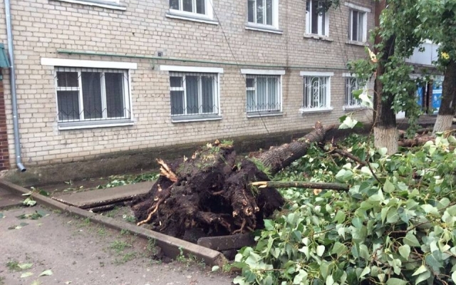 На территории Новобугской центральной районной больницы из-за непогоды рухнуло дерево Фото № 0 На территории Новобугской центральной районной больницы из-за непогоды рухнуло дерево Фото № 0