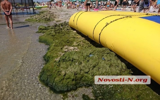 Пляж в Коблево густо укрыт водорослями с медузами и кучей мусора Фото № 2 Пляж в Коблево густо укрыт водорослями с медузами и кучей мусора Фото № 2