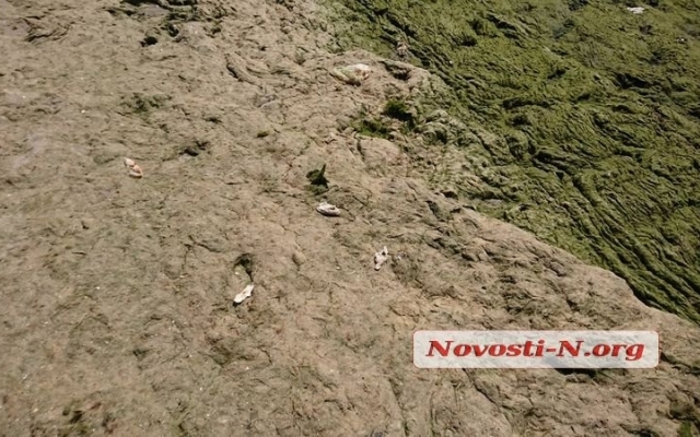 Пляж в Коблево густо укрыт водорослями с медузами и кучей мусора Фото № 1 Пляж в Коблево густо укрыт водорослями с медузами и кучей мусора Фото № 1