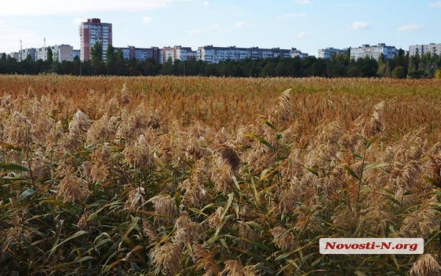 Николаевское соленое озеро находится под угрозой исчезновения Фото № 5 Николаевское соленое озеро находится под угрозой исчезновения Фото № 5