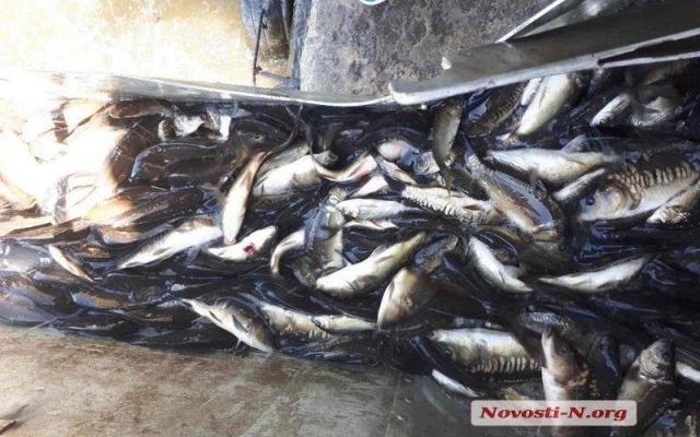 В селе Гурьевка провели зарыбление Южного Буга, в реку запустили белого амура, карпов и толстолобов Фото № 1 В селе Гурьевка провели зарыбление Южного Буга, в реку запустили белого амура, карпов и толстолобов Фото № 1