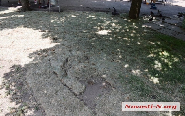 Зеленый газон, который «переселили» с площади Соборной, не поливают и он погибает Фото № 18 Зеленый газон, который «переселили» с площади Соборной, не поливают и он погибает Фото № 18
